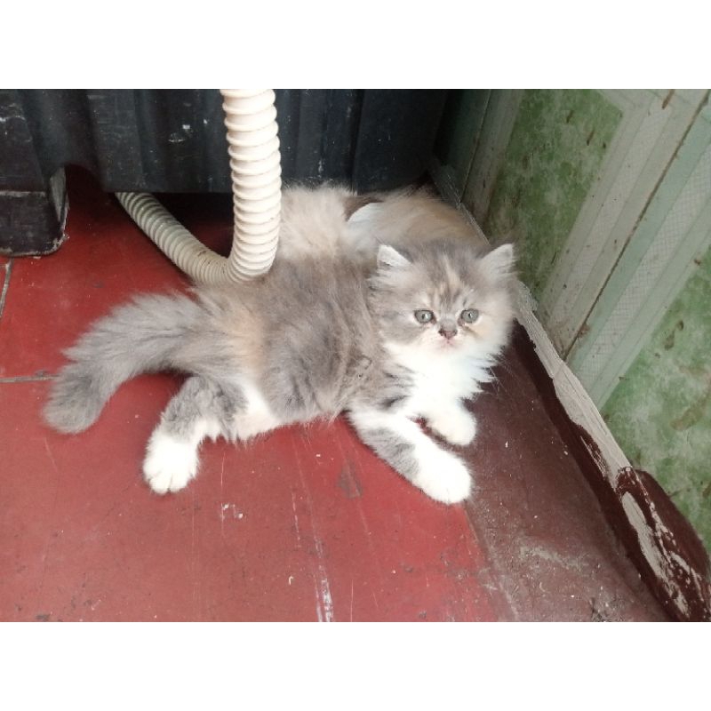 Kucing Kitten Persia Flatnose Calico Delute Longhair