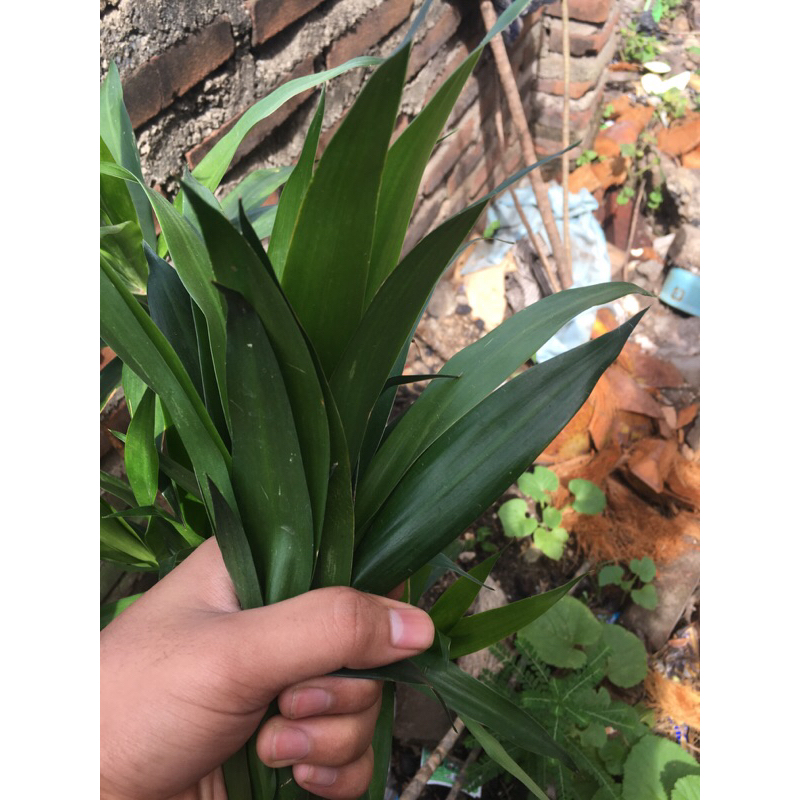 

DAUN SHUJI 30 LEMBAR