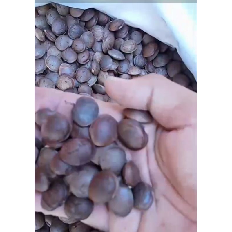 

Benih kacang sacha inchi per 1 kg bonos benih jadi 3 pohon