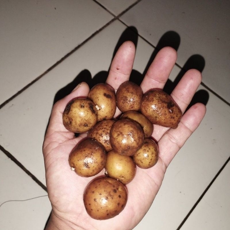 

umbi kentang mini,hitam,kuning pulen sehat alami