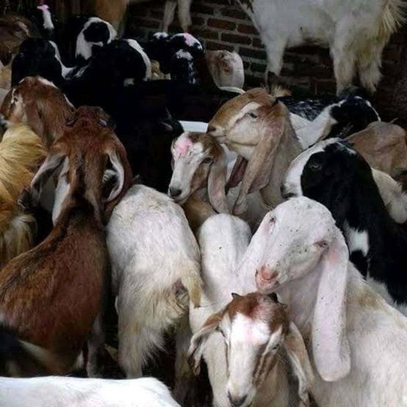 Aqiqah kambing qurban berat 13-15kg