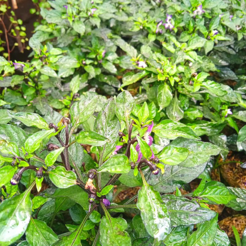 

cabe rawit pedas ungu