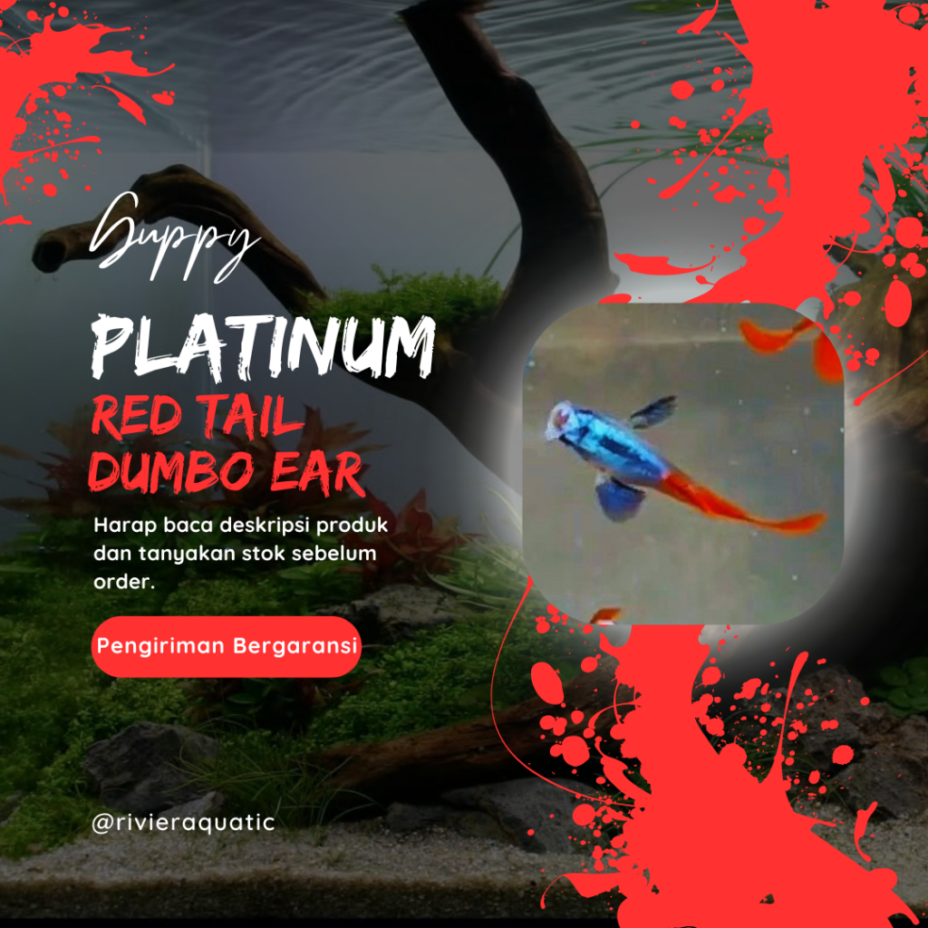 Guppy PRTDE Platinum Red Tail Dumbo Ear