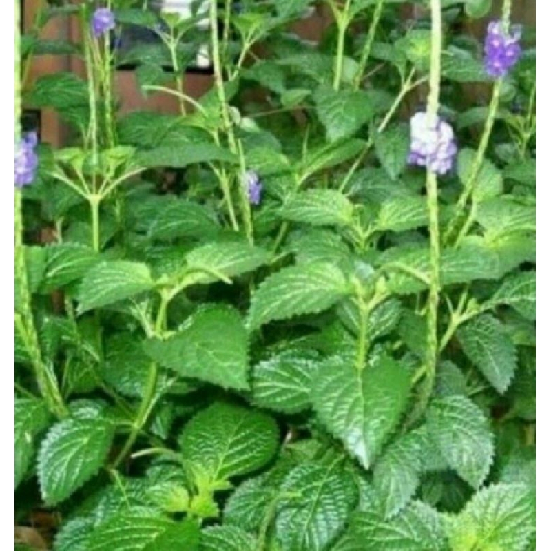 

DDAUN PECUT KUDA/JARONG OBAT HERBAL 100 LEMBAR