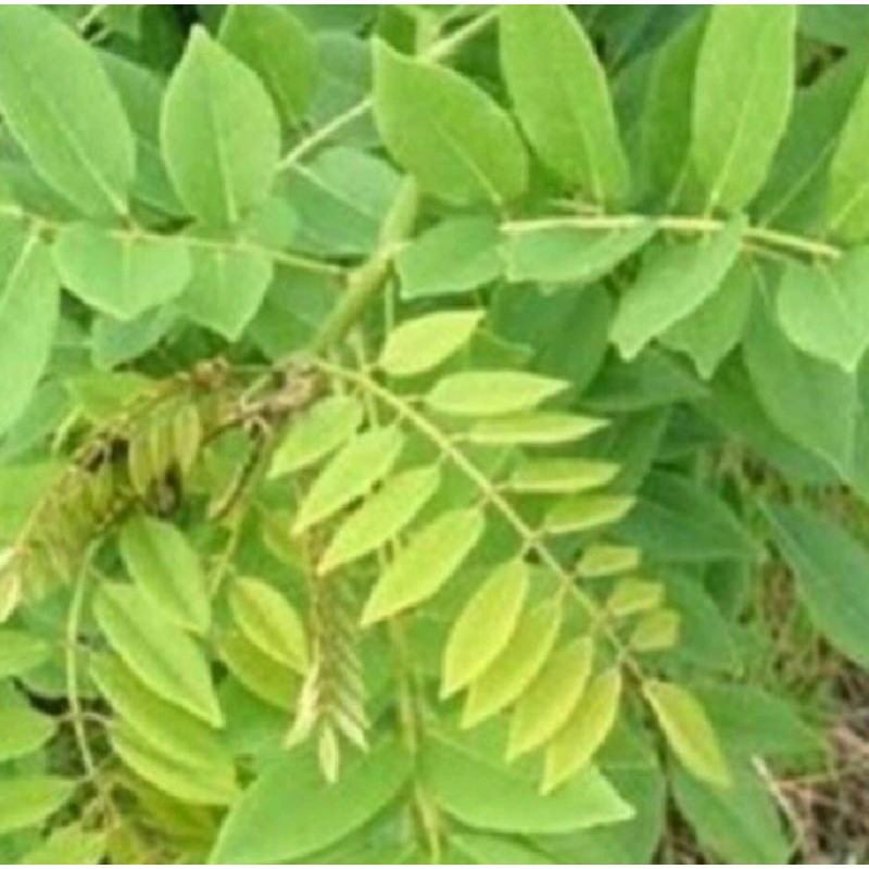 

DAUN GAMAL FRESH 250 GRAM