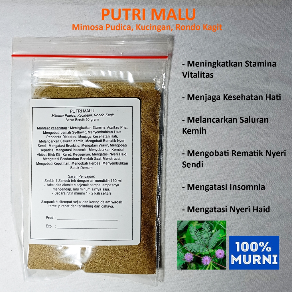 

PUTRI MALU Seduh Serbuk Bubuk Mengobati Rematik Nyeri Sendi Wasir Hepatitis Insomnia