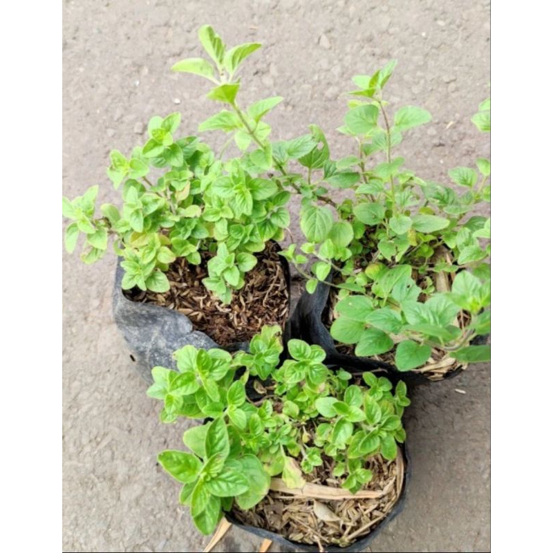 Tanaman Oregano | Panda Mulya | Oregano Tanaman