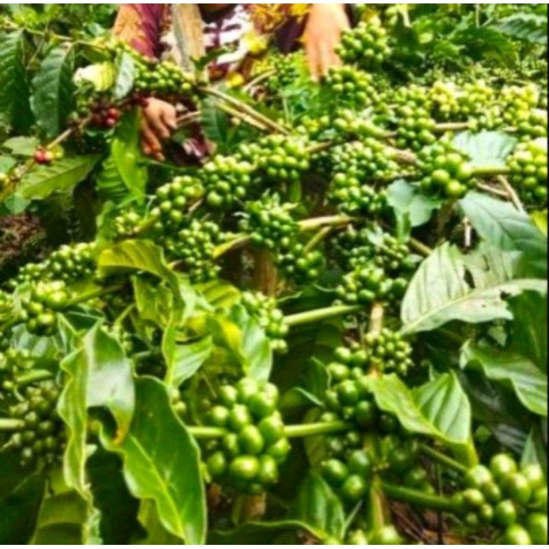 

entres kipi robusta brazil Rp 50,000 30 entres panjan 50cm