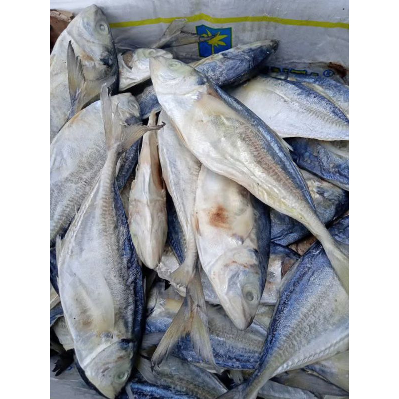 

IKAN ASIN SOLAR