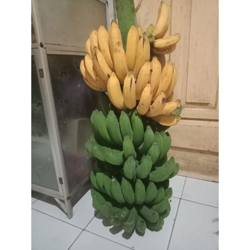 

Pisang Raja