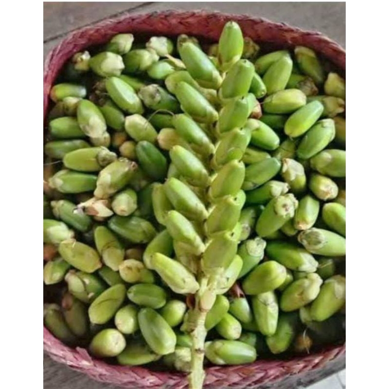 

Buah Jeruju Obat Herbal Tradisional Jeruju 200 Butir Murah Asli Baru Petik