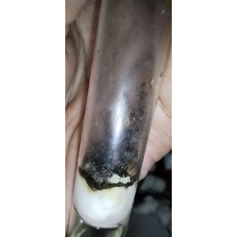 ratu semut ant queen odontoponera denticulata toothed ant bakot