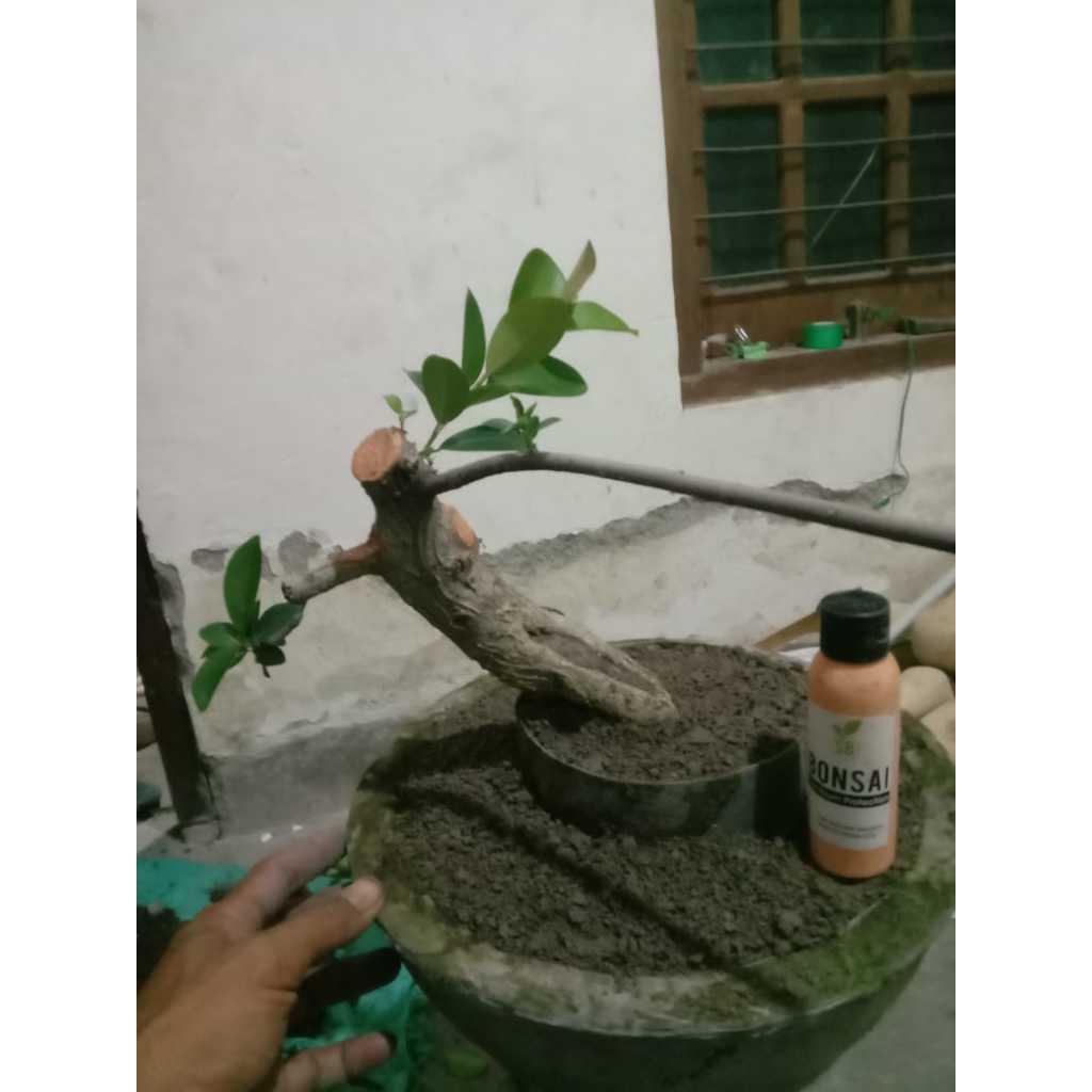 Bahan bonsai beringin iprik pucuk merah/bahan iprik pucuk merah