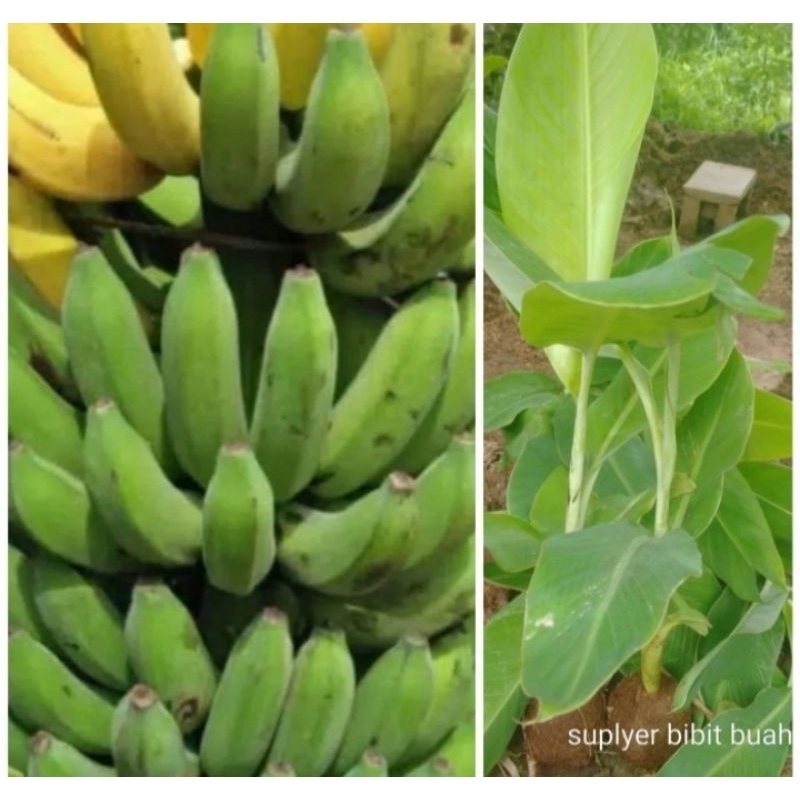 bibit pohon buah pisang raja bulu masih bibit pisah indukan