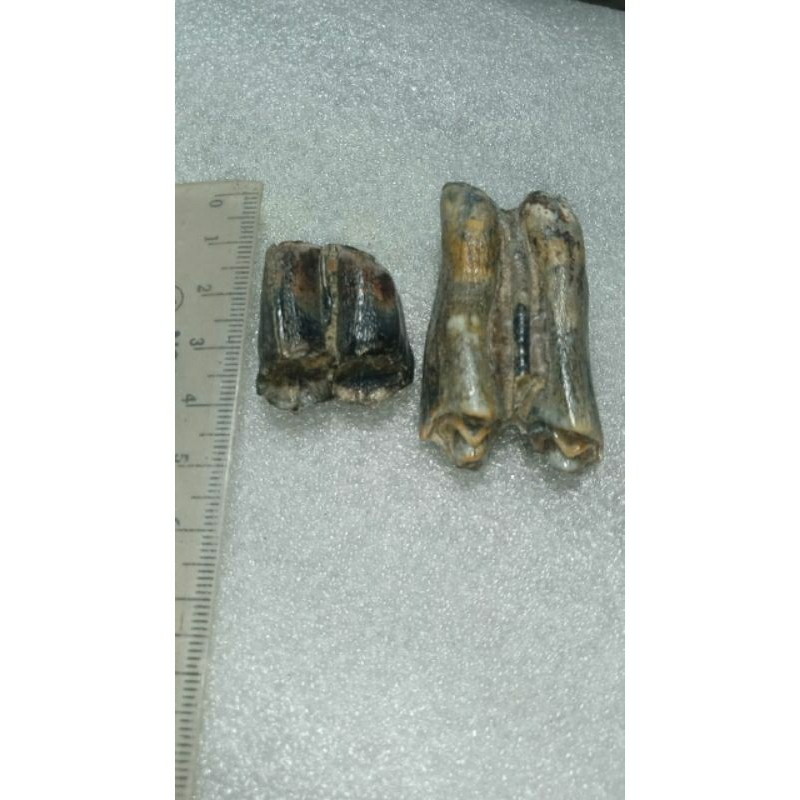 satu pasang siung warak temuan