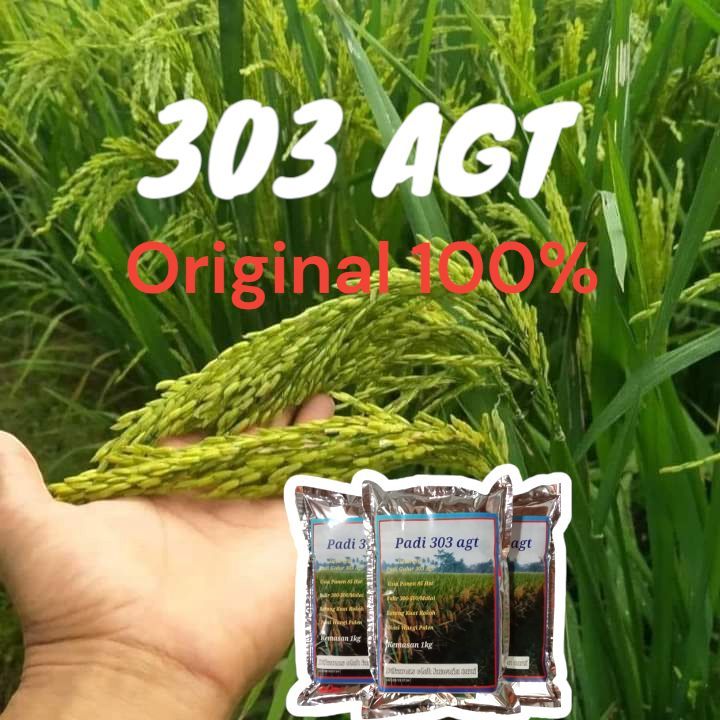 Biji Padi Unggul AGT 303 / Padi 303 AGT / Kemasan 1 Kilogram