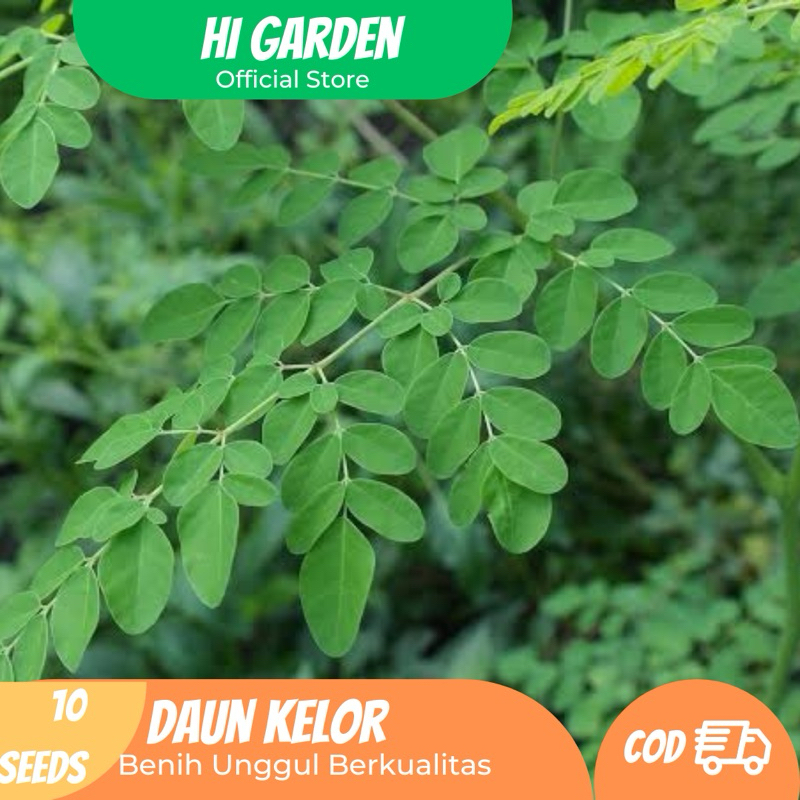 

10 Benih Daun Kelor – Superfood Kaya Manfaat untuk Budidaya