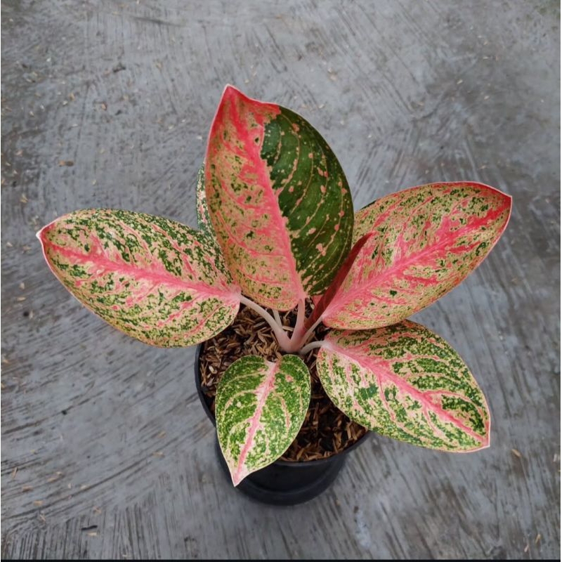 Aglaonema Kendedes