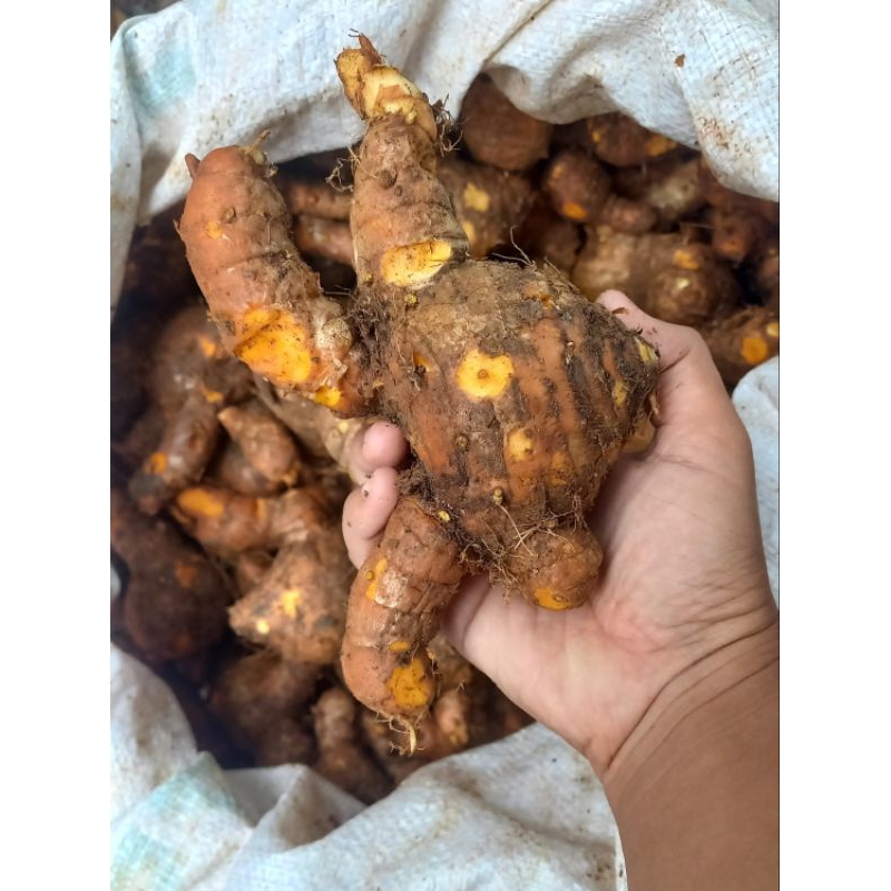 

TEMULAWAK / KONENG GEDE / CURCUMA SEGAR 1KG LANGSUNG DIAMBIL DARI HUTAN KUALITAS SUPER OBAT HERBAL ALAMI