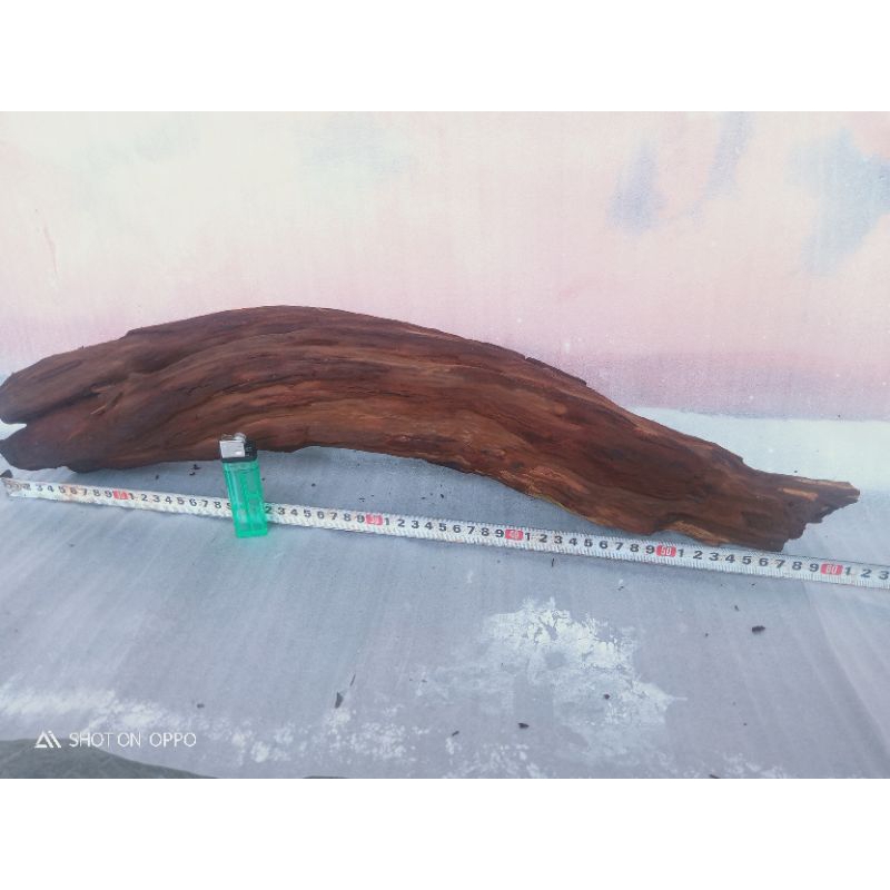 akar bongol santigi gunung