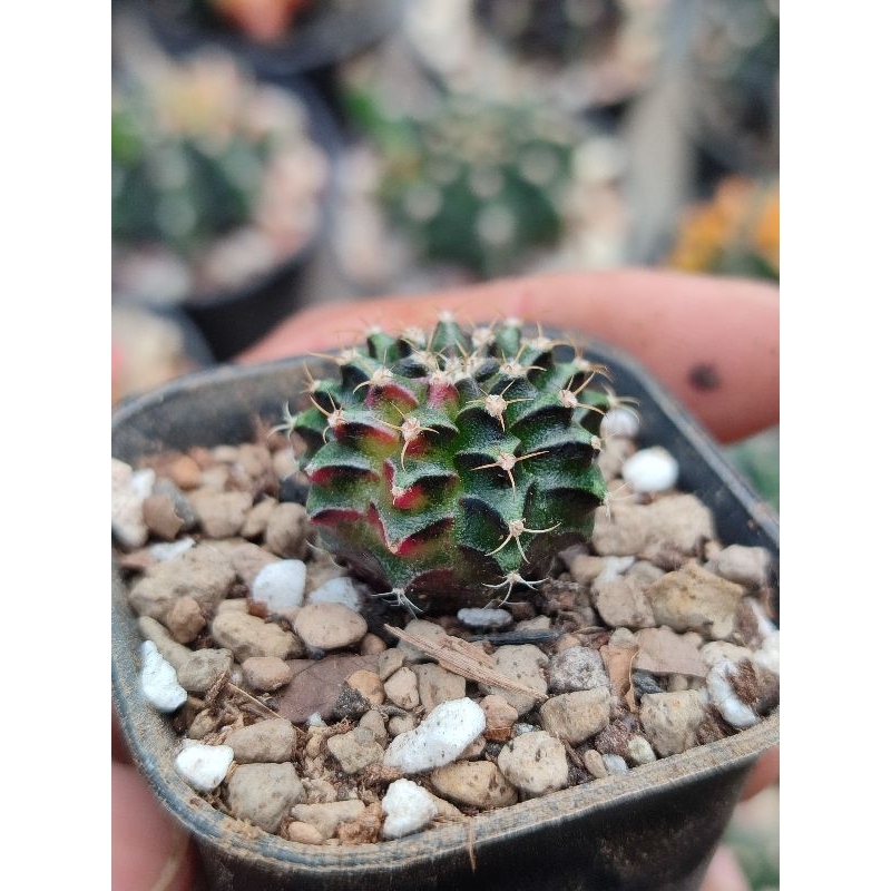 miha new hybrid varigata seedling warna cakep