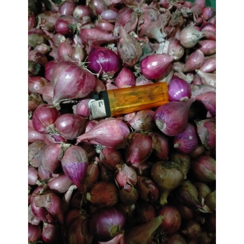 

bawang merah tanggung besar basah 1kg produk lokal