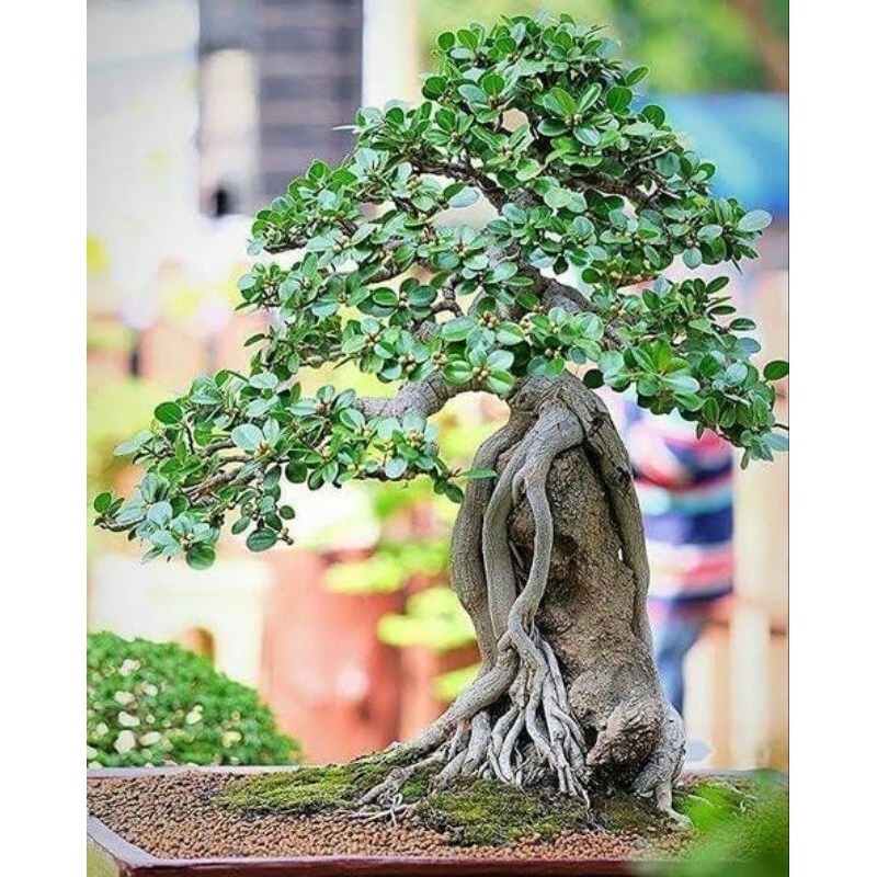Bahan Bonsai Beringin Dollar - Tanaman Beringin Dollar