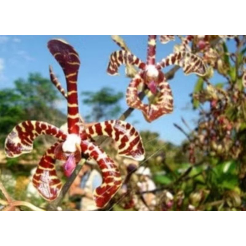 angrek tanah kalajengking