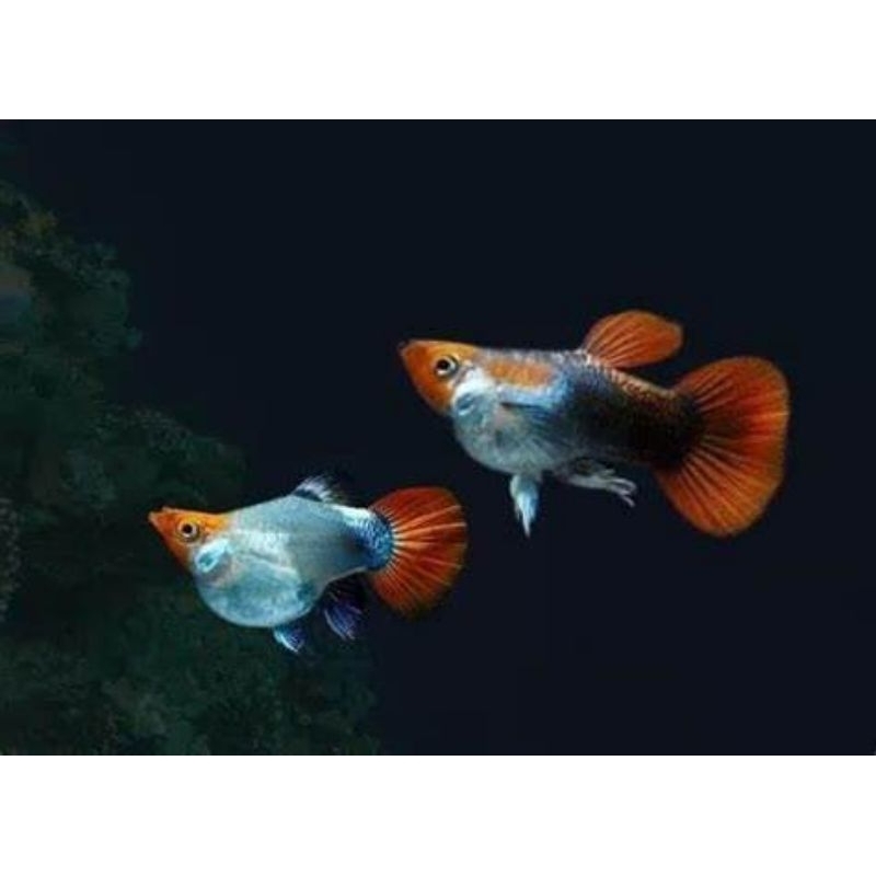 Hiasan aquarium Guppy koi short body