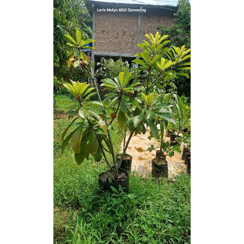 

mamey sapote keywes berbuah dan full bunga