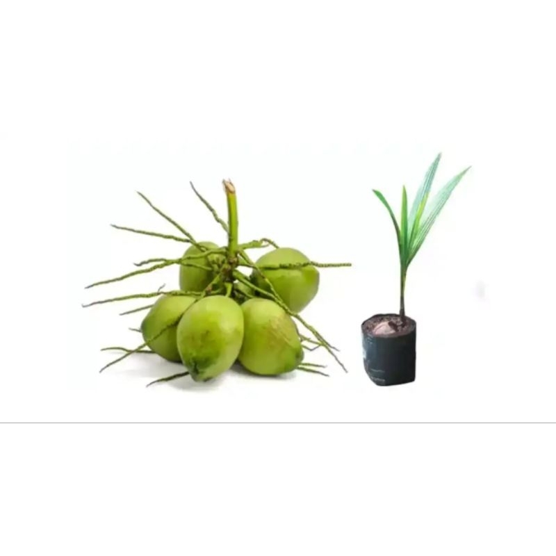 

Bibit kelapa hijau