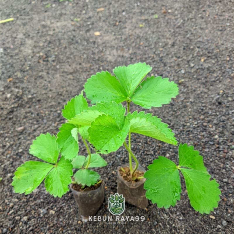 KEBUN RAYA-Bibit Strawberry Calibret Berkualitas
