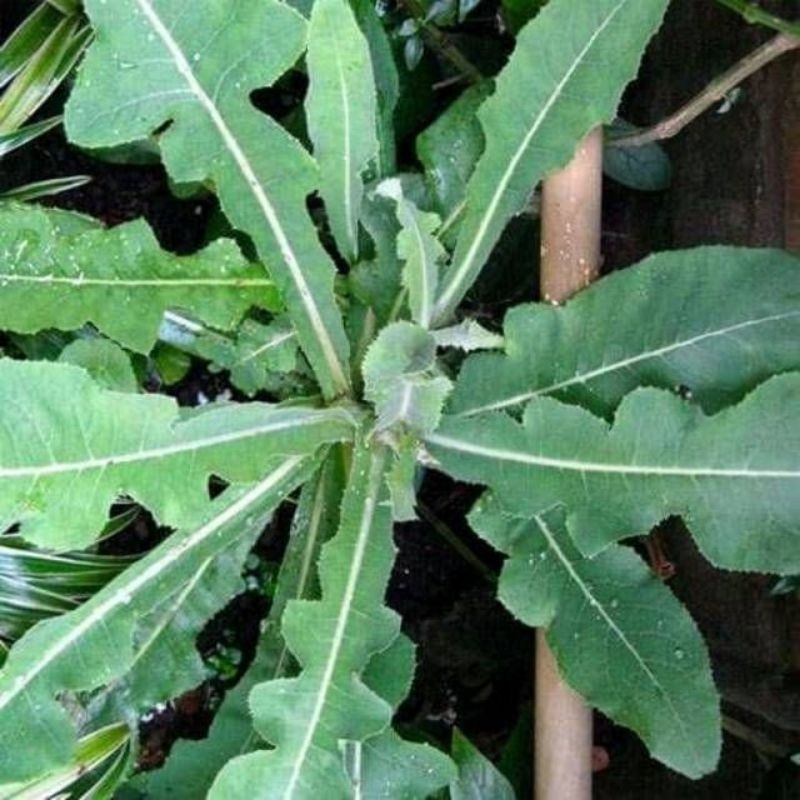 daun temuyung segar 500 gm 8000