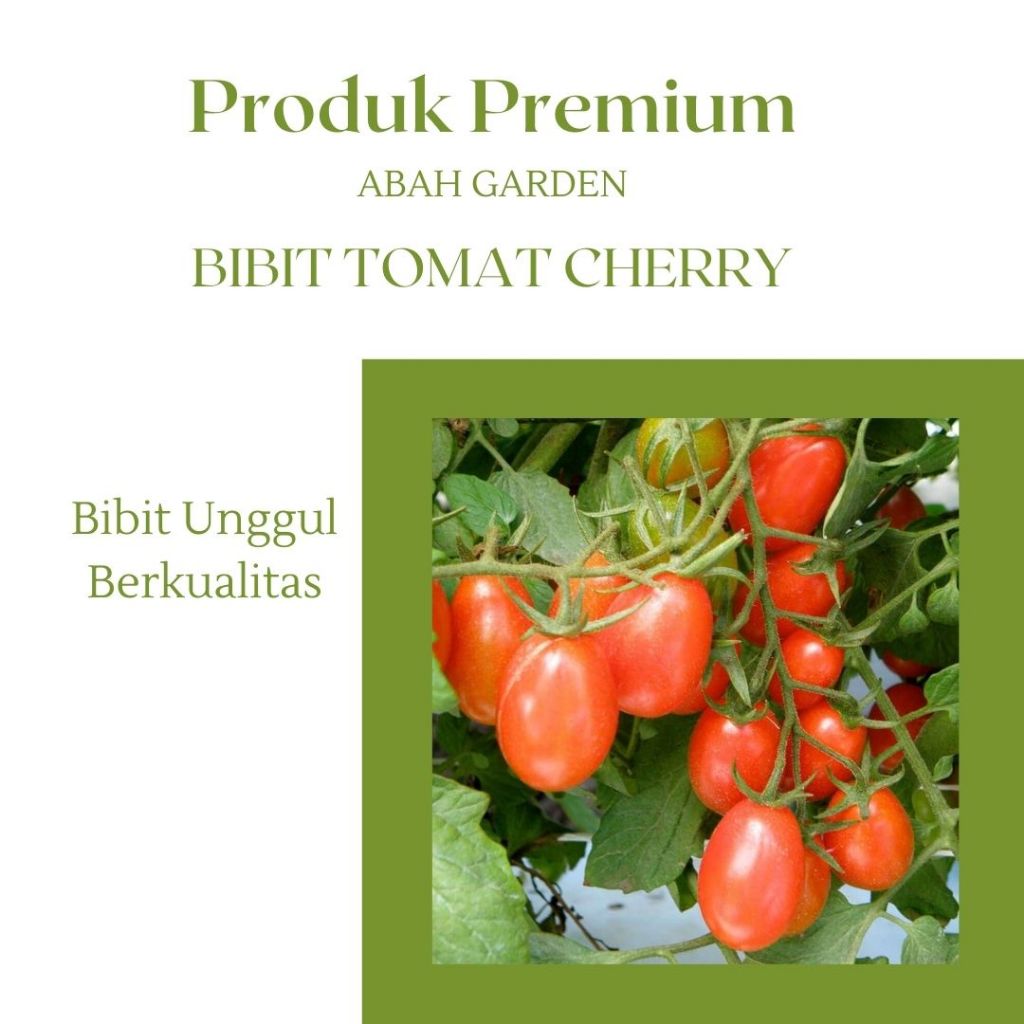 Benih Tomat Cherry Merah Bulat Bibit Tomat Cherry Merah bulat Bibit Unggul