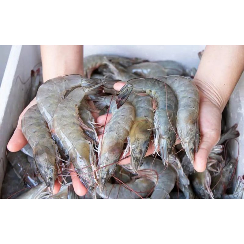 

UDANG VANAME BESAR AK 26-30 FRESH FROZEN