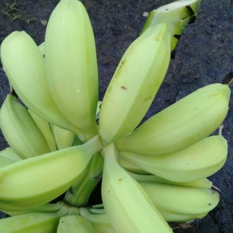 

pisang batu pisang kluthuk muda 1 sisir/kg