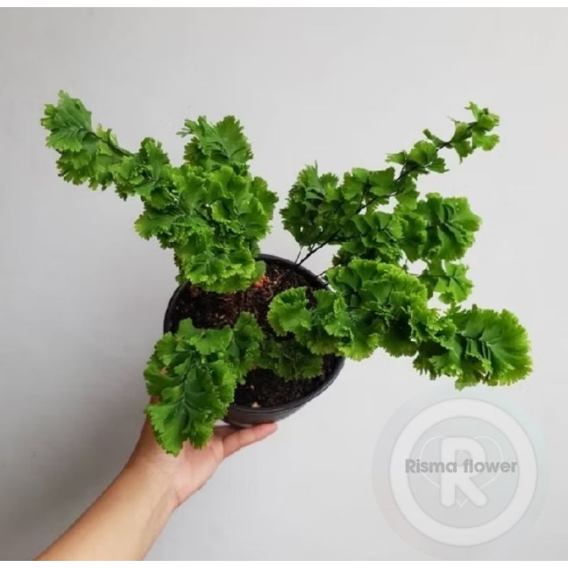 Pohon suplir keriting tusuk sate / tanaman hias suplir tusuk sate keriting