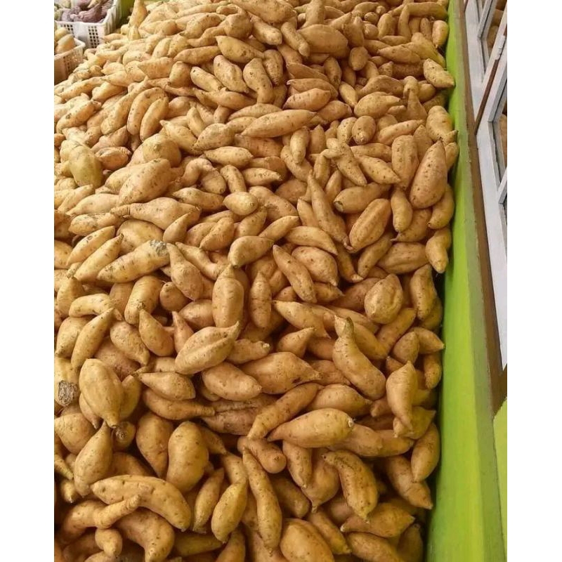 

UBI MADU 1 KG BERSIH SIAP DIOVEN UBI MADU UBI WONOGIRI LEGIT LUMER