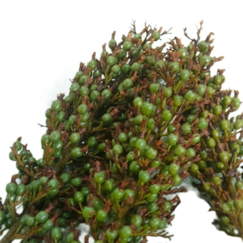 

BUAH SEGAR BUAH LENGKUAS 1KG