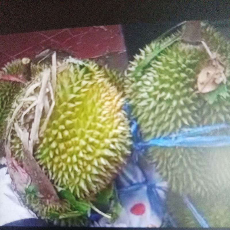 

Durian Bajul