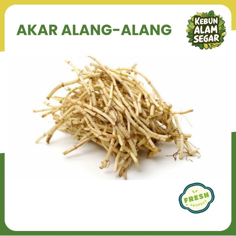 

AKAR ALANG ALANG ILALANG SEGAR 1KG