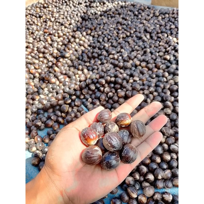 

BIJI PALA KUALITAS SUPER 250 GRAM