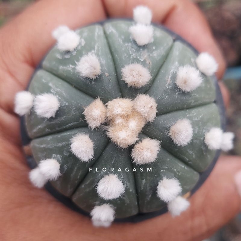Astrophytum Astro Asterias cv. Ooibo Nudum