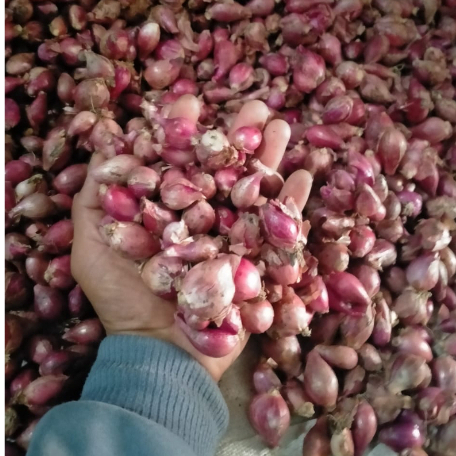 

Bawang merah 1kg termurah untuk bahan masakan