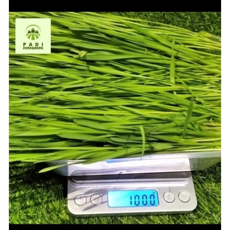 

Rumput Gandum Organik Segar 100 gram Fresh Cut Siap Makan/Siap Olah