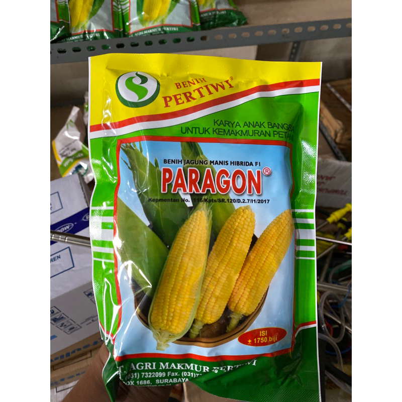 Paragon Jagung Manis