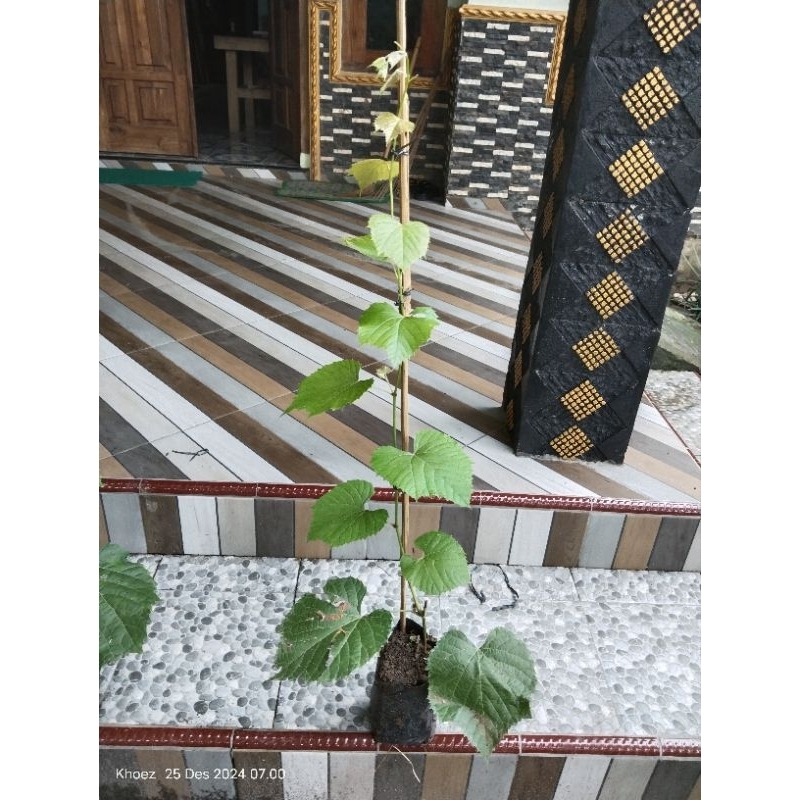 

RS IAC 572 semi indukan