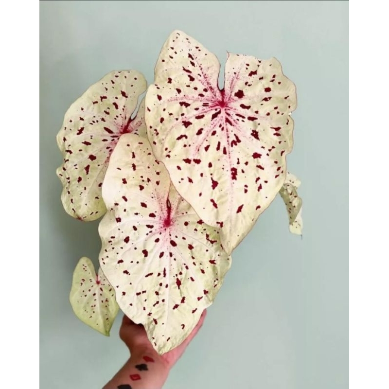 Tanaman Hias Caladium White Leopard - Keladi Cantik Murah