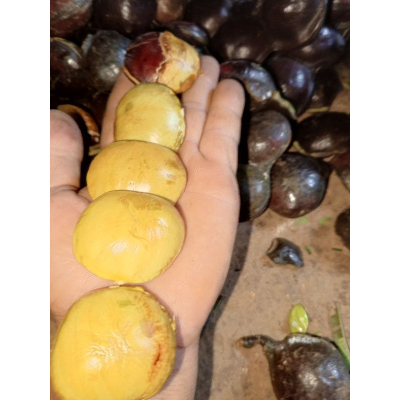 

PROMO jengkol tua super fresh 1kg