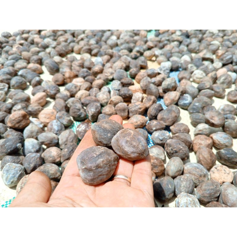 

kemiri glondong/Belum di kupas 1kg